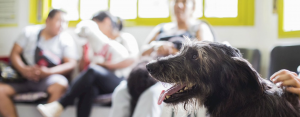 Solución a la sobrepoblación de perros y gatos